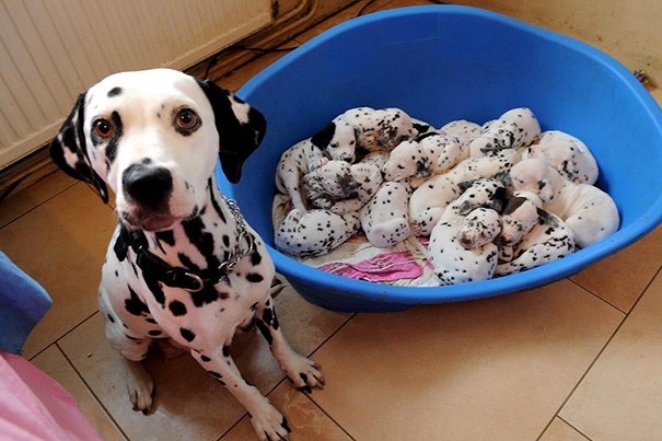 1. Et penser qu'elle a donné naissance à tous ces chiots toute seule !