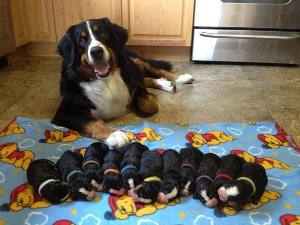 12. Gelukkig hebben de pups allemaal een verschillende kleur halsband!