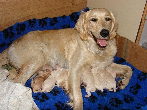 17. Une mère attentionnée qui fait de la place pour tous ses chiots.