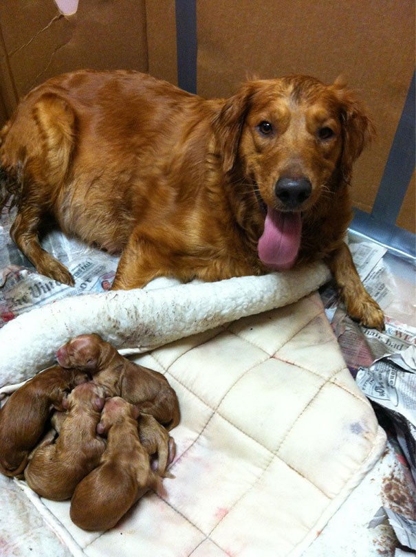 18. Another super mom struggling with her beautiful puppies.