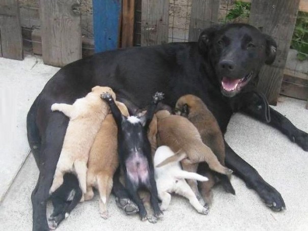 2. These puppies seem to enjoy breast milk ... especially the third from the left!
