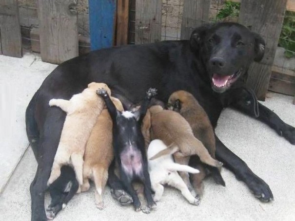 2. Les chiots semblent apprécier le lait maternel... surtout le troisième en partant de la gauche !