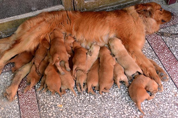 8. Basterà il latte per tutti?