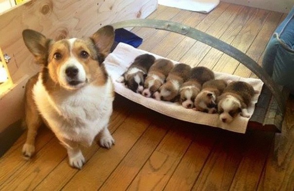 9. The first photo of the entire Corgie family!