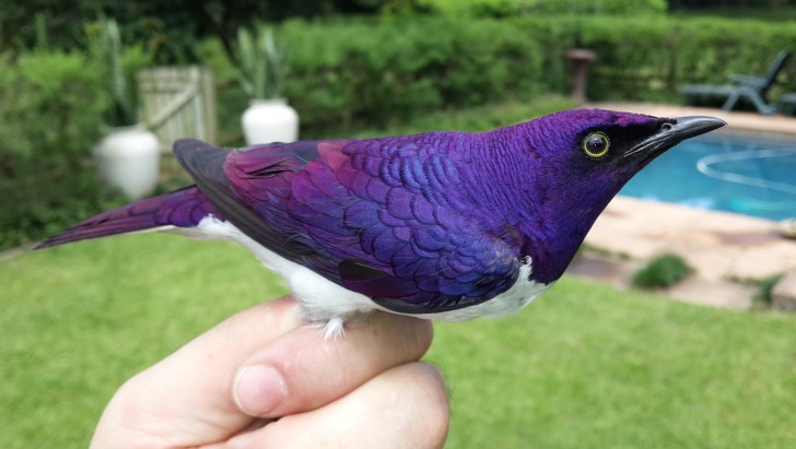 L'étourneau améthyste est un oiseau très rare en Afrique tropicale ; sa caractéristique réside dans son plumage violet et indigo !