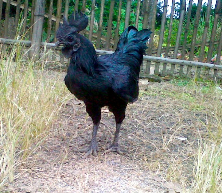 Der Ayam cemani, auch "Goth Chicken" genannt, ist ein Hahn, dessen Hyperpigmentierung ihn komplett schwarz macht, von den Federn bis hin zu den inneren Organen!