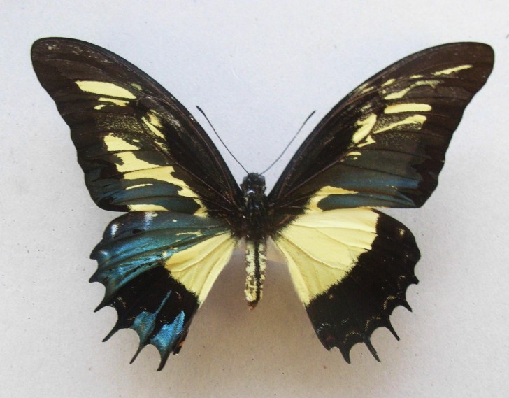 Der Papilio androgeno ist eine "bilateral gynandromorphe" Schmetterlingsart, also sprichwörtlich halb männlich und halb weiblich!