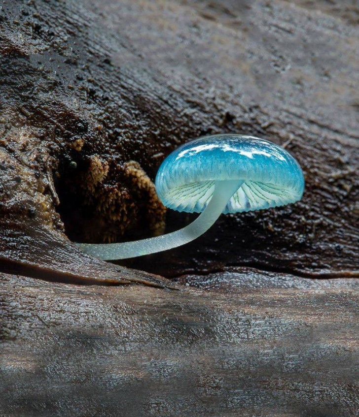 De blauwe mycena of gewoonlijk "Fairy parasol" is een niet-bioluminescente blauwe schimmel gevonden in en rond Australië