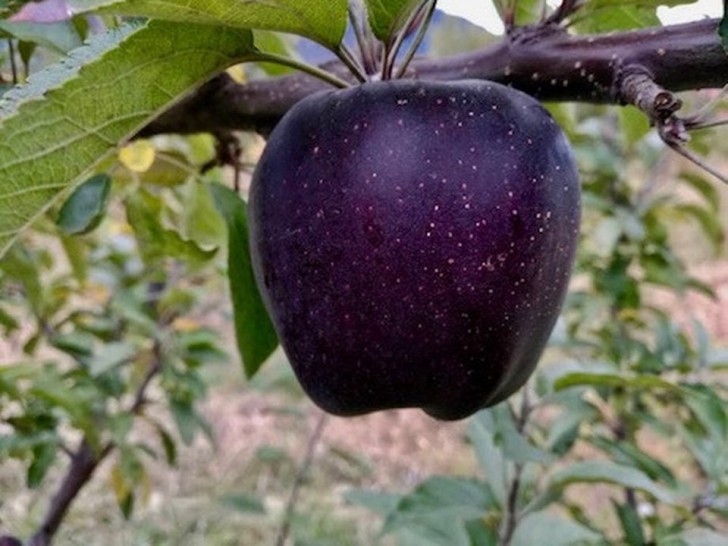Der Black Diamond Apfel, der in Tibet angebaut wird und seine tief dunkelviolette Schale scheinen direkt aus dem Märchen von Schneewittchen zu stammen!