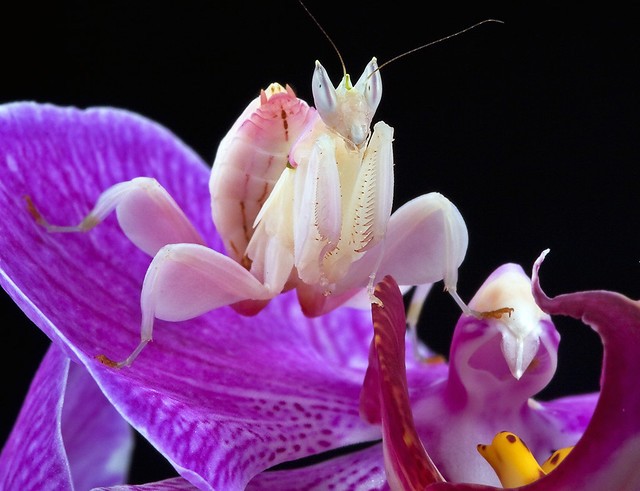 De Hymenopus coloratus is een zeer zeldzame bidsprinkhaan afkomstig uit Maleisië; zijn vorm, die doet denken aan een orchidee, trekt vogels aan vanwege zijn felle kleur