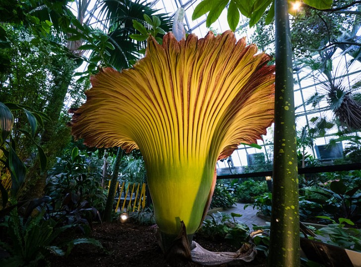 De amorphophallus titanum is een van de grootste bloeiende planten die op aarde bekend is; bedenk dat het eens in de 40 jaar voor slechts enkele dagen in bloei staat!