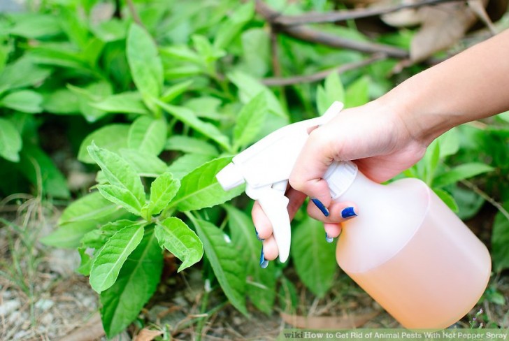 Insomma, una soluzione rapida, facile da preparare e sopratutto ad impatto zero sull'ambiente che ci circonda in preparazione della stagione estiva. Facile, no?