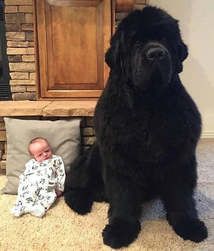 1. A nice body guard for the little one!