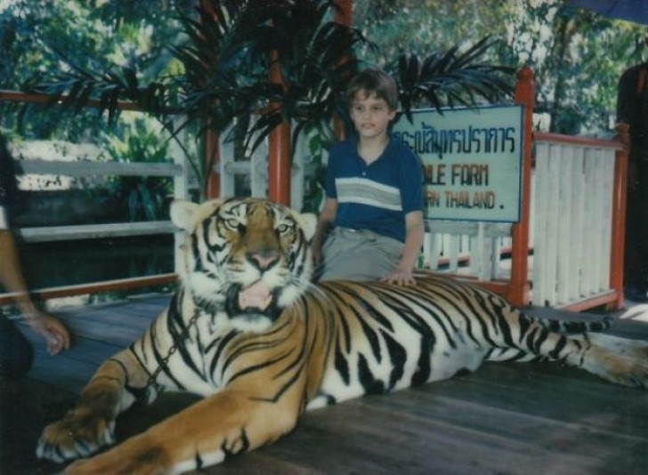 "Accarezzare una tigre a 11 anni sotto gli occhi adoranti della mamma...perché no?"