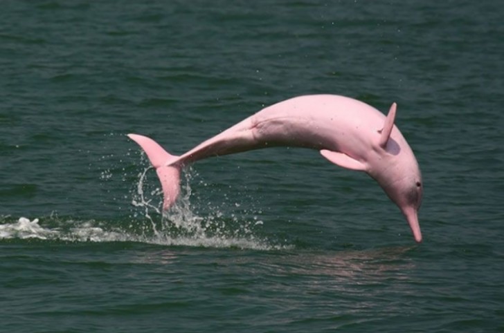Sehr selten, dies ist einer der wenigen rosa Delfine, die in der Natur gesichtet wurden!