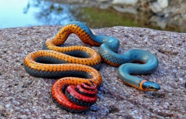 ...Comme ce serpent aux couleurs contrastées mais digne d'une œuvre d'art !