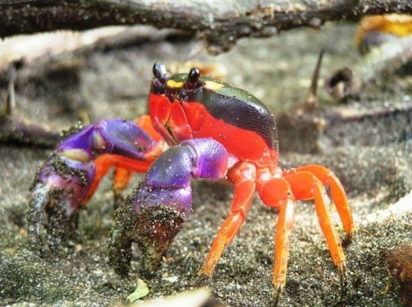 Und was hältst du von dieser leuchtenden Krabbe?