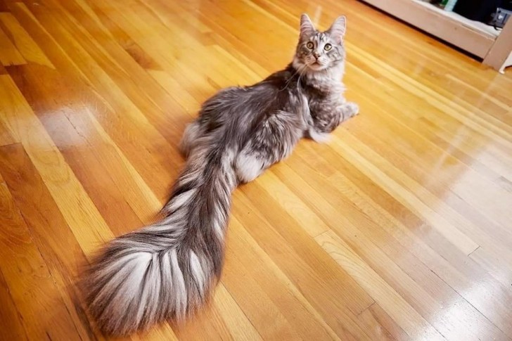 Una coda piuttosto....lunga!