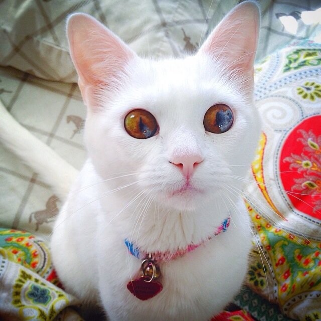 Les yeux de ce chat... Impressionnant !