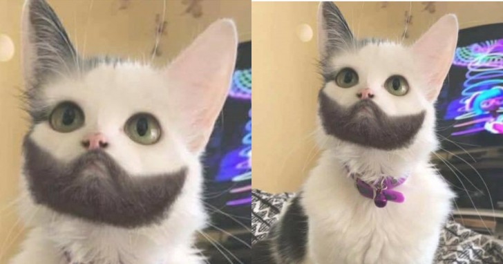 Eine Katze mit einem sehr dicken Bart.