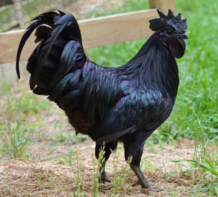 Non avevate mai visto un gallo tutto nero? Ebbene, nonostante sia molto raro, esiste in Natura