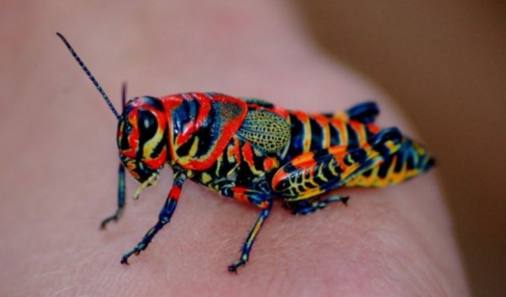 Dieses Insekt erinnert an das Beste der französischen impressionistischen Kunst in ihren außergewöhnlichen Farben, nicht wahr?
