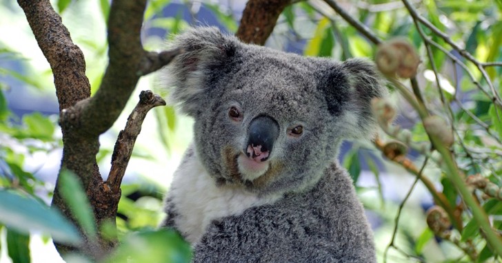Onderzoekers verklaren koala's "functioneel uitgestorven": dit betekent het - 2
