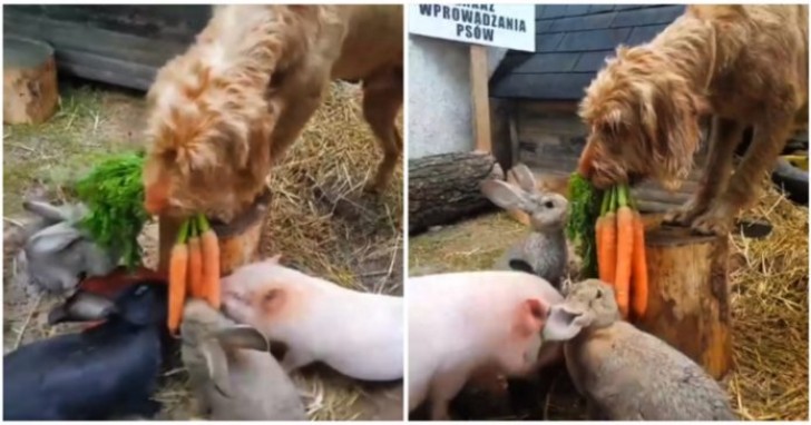 Hunden hjälper sina små vänner att äta - dessa jättegulliga bilder har fångat hjärtan världen över - 1