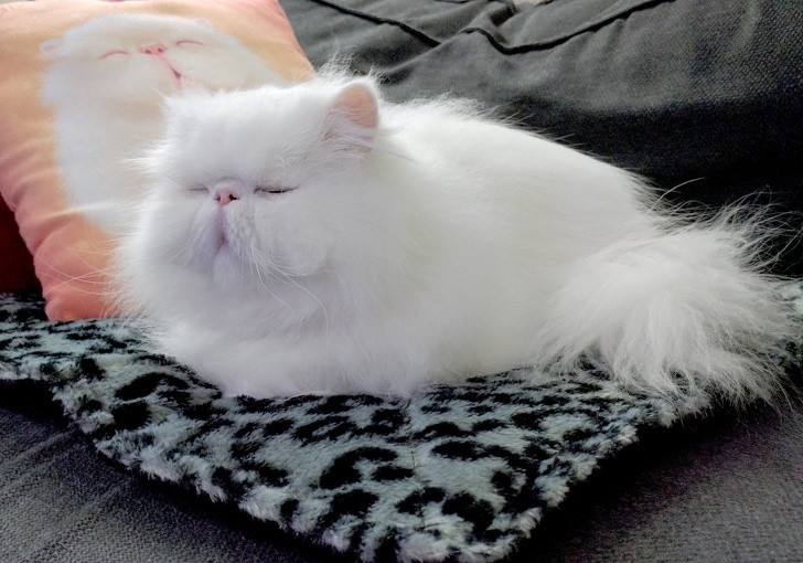 Un bel tappeto termico ha mandato questo gatto in estasi...
