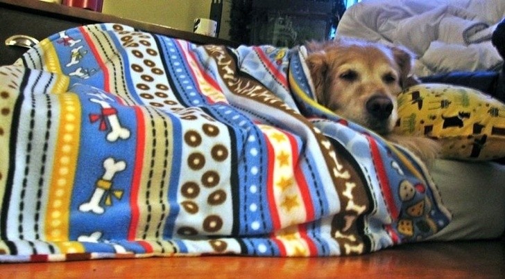 Questo cane soffre di artrite: un materasso adatto è quello che ci vuole!
