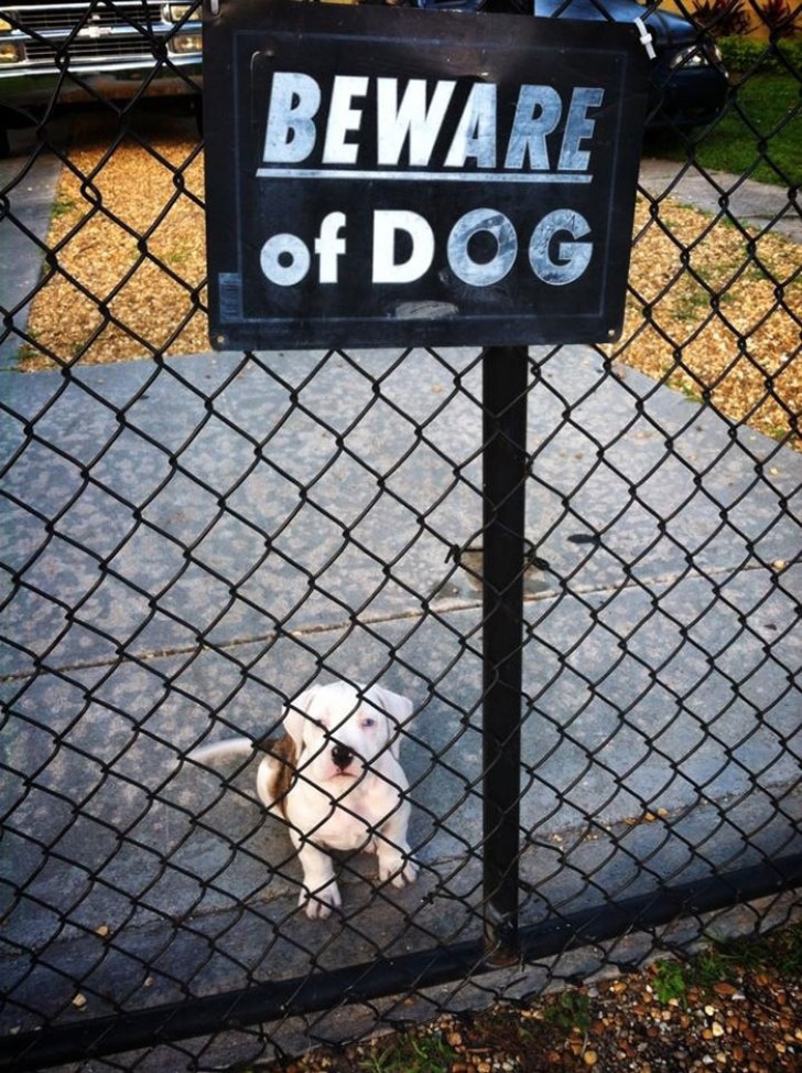 Es sieht nicht so aus, als ob sich das Schild auf eine wilde Bulldogge bezieht...