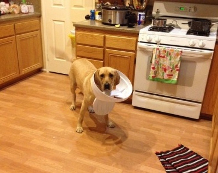 "I just couldn't find those pieces of bread in the wastebasket ... luckily you arrived in time!"