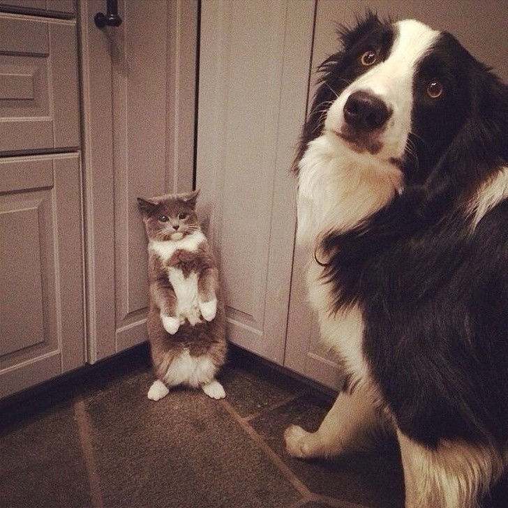 Ci viene da pensare che questo cane e questo gatto non vadano esattamente d'accordo...