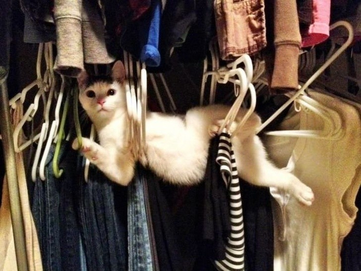 När man försöker att göra sig osynlig i garderoben och inte riktigt lyckas!