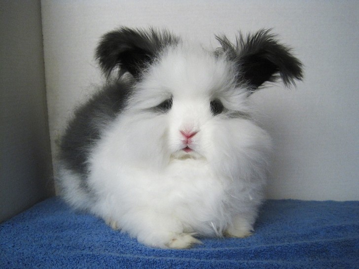11. Das Aussehen dieses lustigen Kaninchens lässt es wie einen alten Mann aussehen...