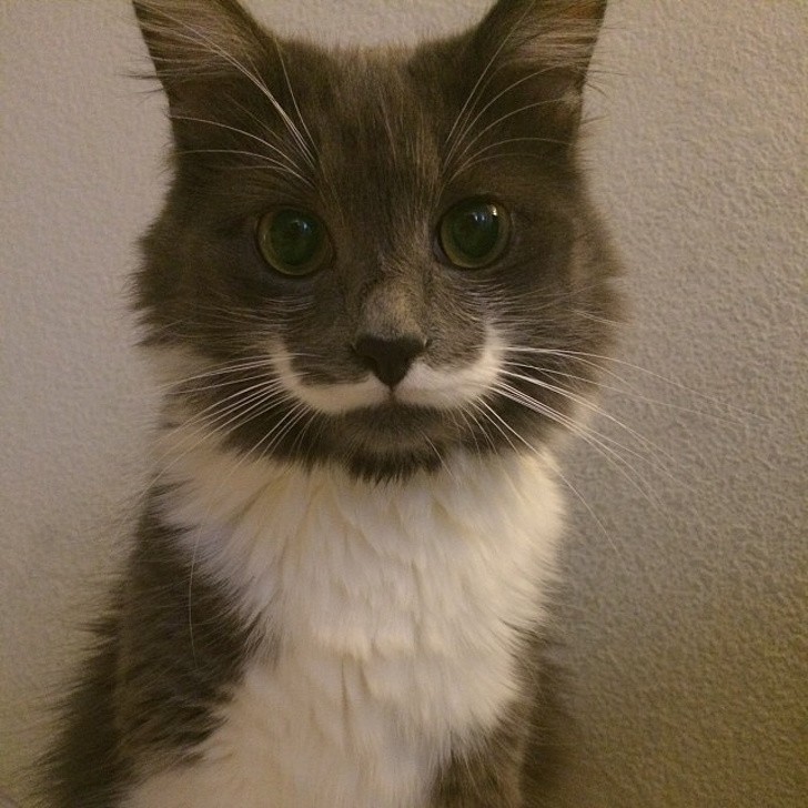 2. Le chat avec la moustache vers le haut !