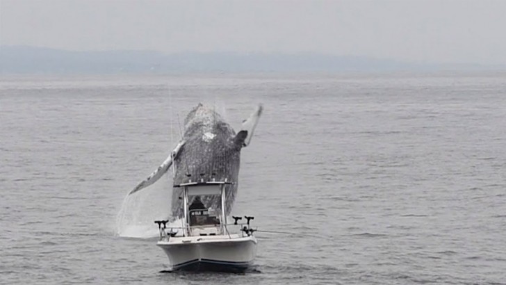 Kate Cummings, Blue Ocean Whale Watch