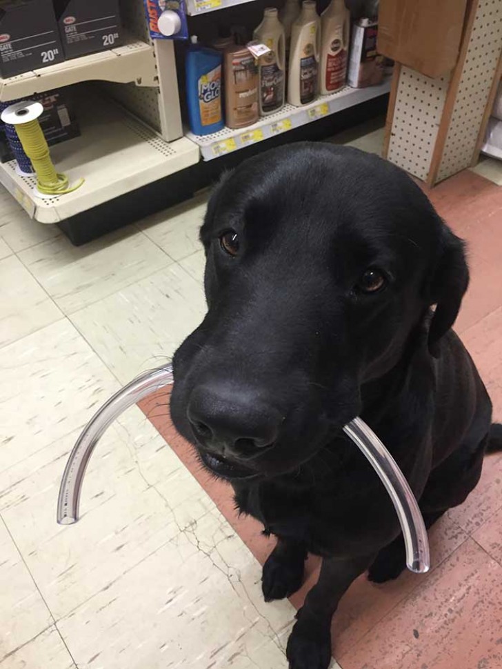 Questo cane aiuta i clienti più anziani a trasportare la spesa alla cassa...