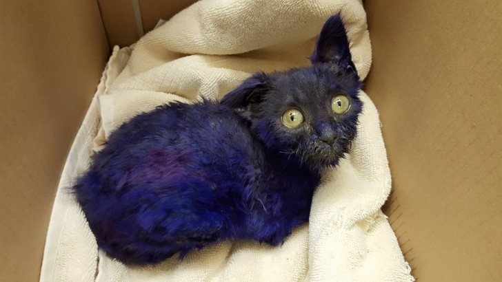 Un gattino blu viene trovato in una scatola, ma la verità è ancora più triste di quella che i medici si aspettavano - 5