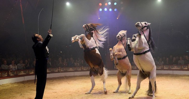 Questo circo utilizza ologrammi al posto degli animali per porre fine allo sfruttamento di creature innocenti - 3