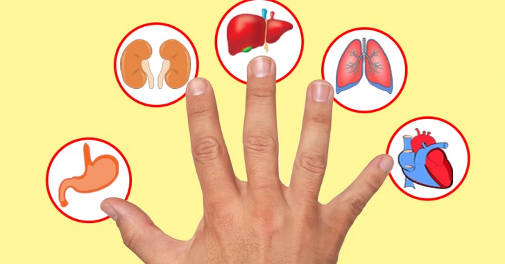 According to a Japanese tradition, each finger corresponds to an organ and this is what happens when you massage your fingers! - 2