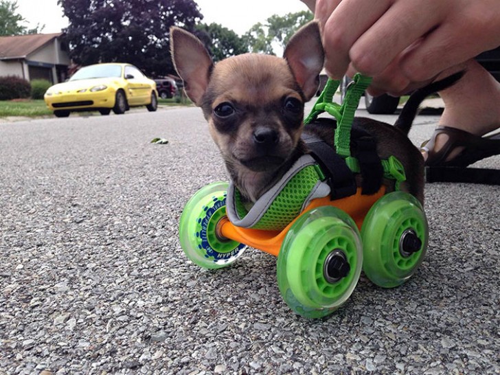1. Questo cagnolino paralizzato può camminare di nuovo grazie a un'incredibile stampa 3d
