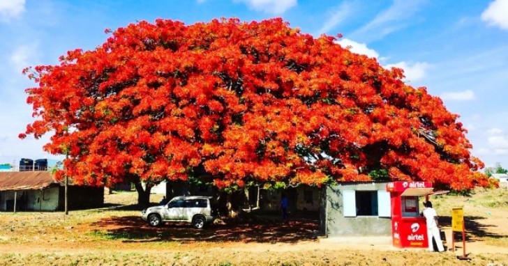 1. Die Delonix Regia, oder Feuerbaum, ursprünglich aus Madagaskar...