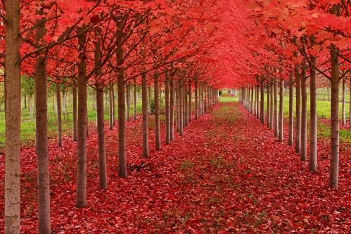 2. Ahorn: typische Herbstpflanze mit roten, orangefarbenen oder gelben Blättern, die bis zu 200 Jahre alt werden kann...