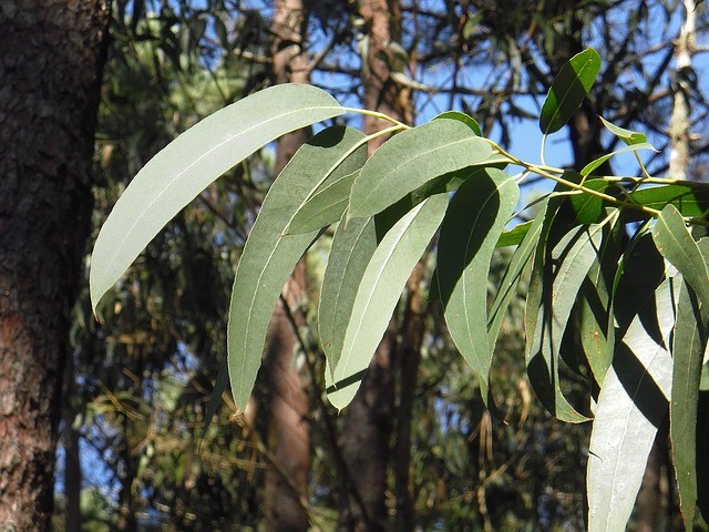 1. L'huile d'eucalyptus