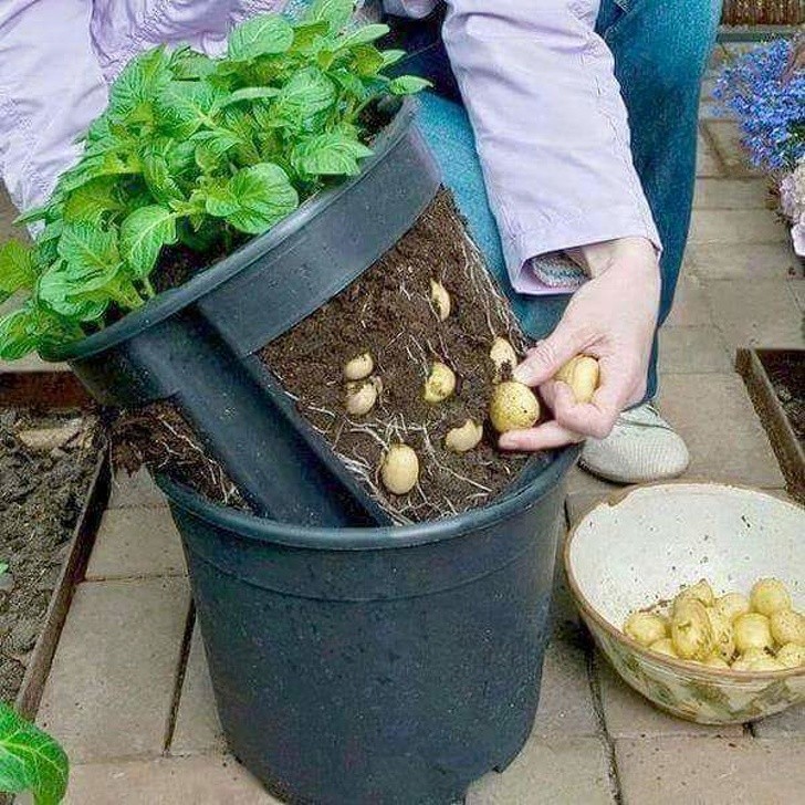20. Un sistema geniale per raccogliere le patate coltivate nell'orto di casa.