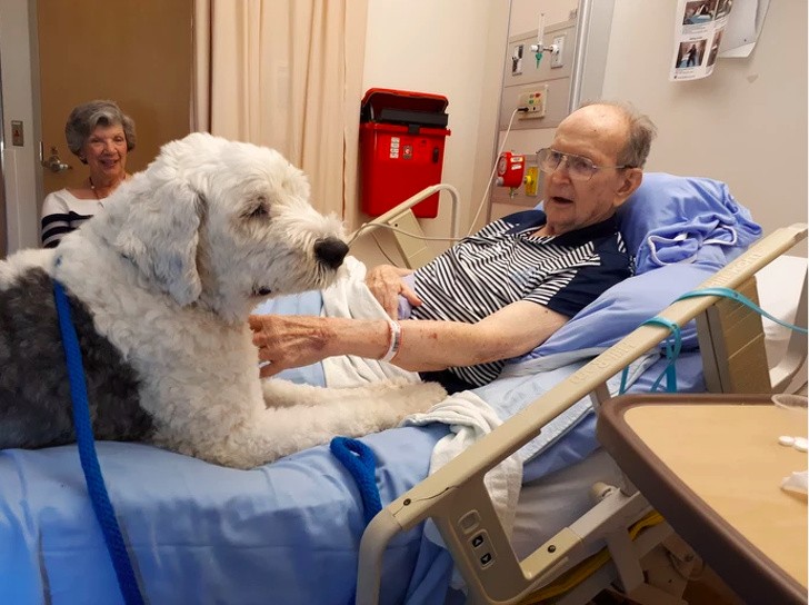 In diesem Krankenhaus können Patienten Besuche von ihren eigenen Hunden erhalten, und die Bilder sind gut fürs Herz - 2