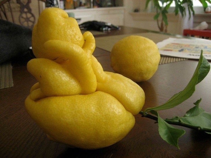 12. Puoi confidarti con questo limone: si è seduto e ti ascolta...