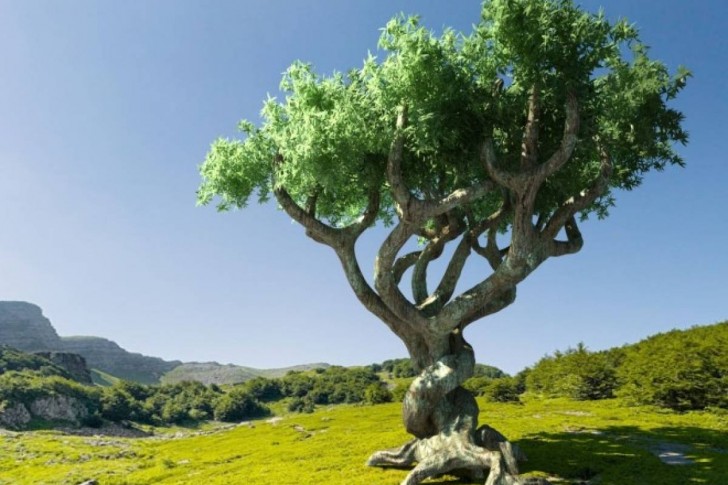 2. L'albero