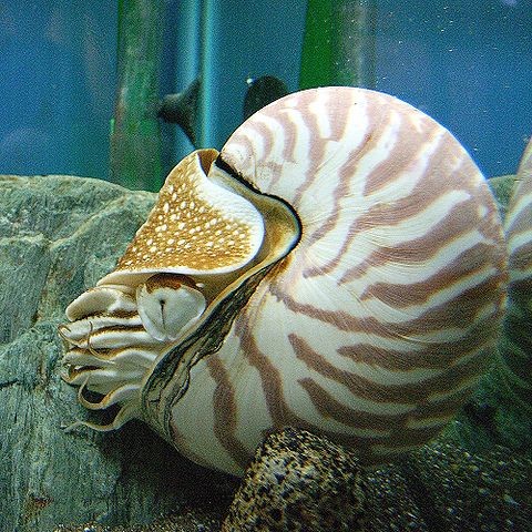 7. Die Nautilus